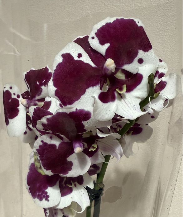 Орхідея Біг ліп Нерозказані історіі