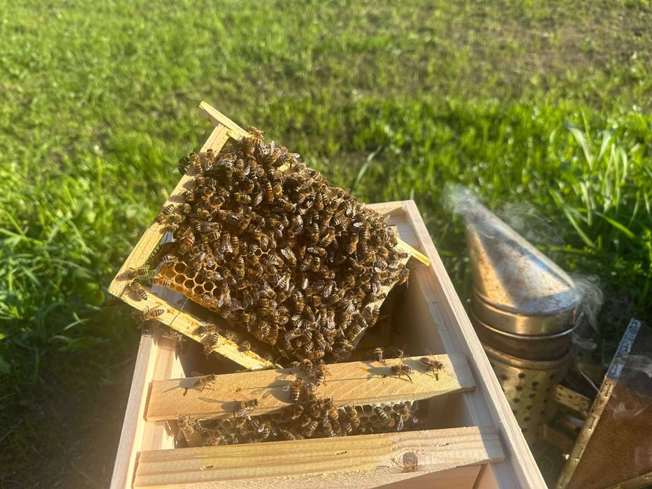 Matki pszczele krainka, łagodna, wysoka miodność, premium