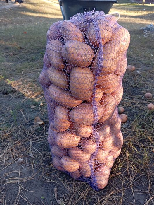 Картопля  сорт Княгиня