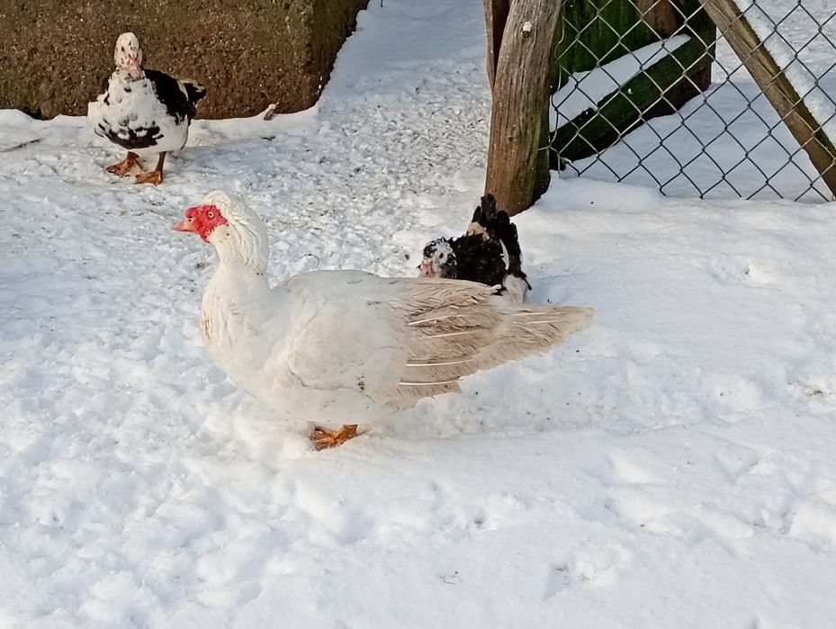 Kaczory i kaczki francuskie