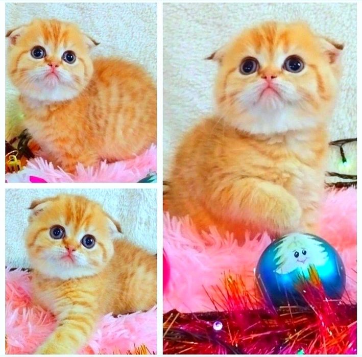 Золота шиншила Чудо дівчинка красунечка