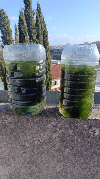 Plantas de aquário musgo de java