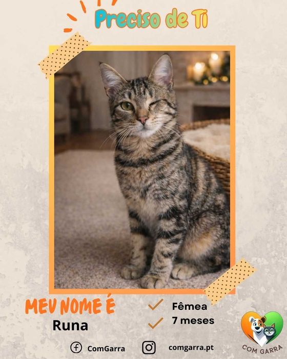 Gatinhos à procura de um lar