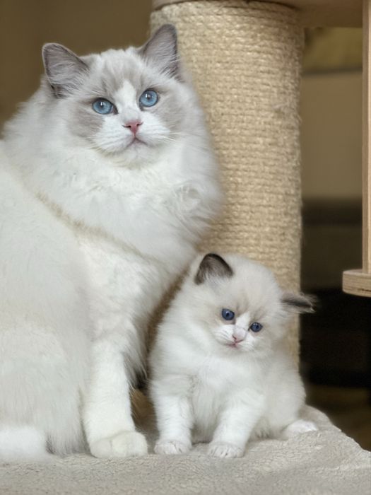 Piękne kotki ragdoll  rodowód FPL
