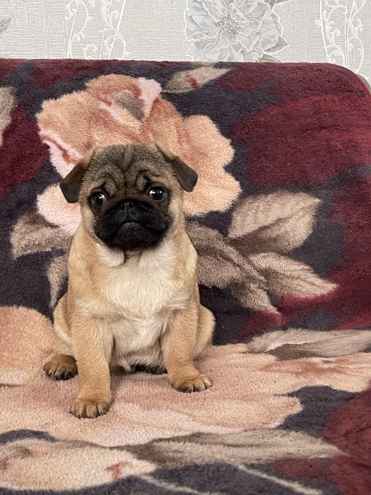 Мопс цуценя, мопс щенок , чихуа, гриффон, пти брабансон, бишон