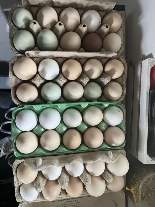 Sprzedam jaka legowe