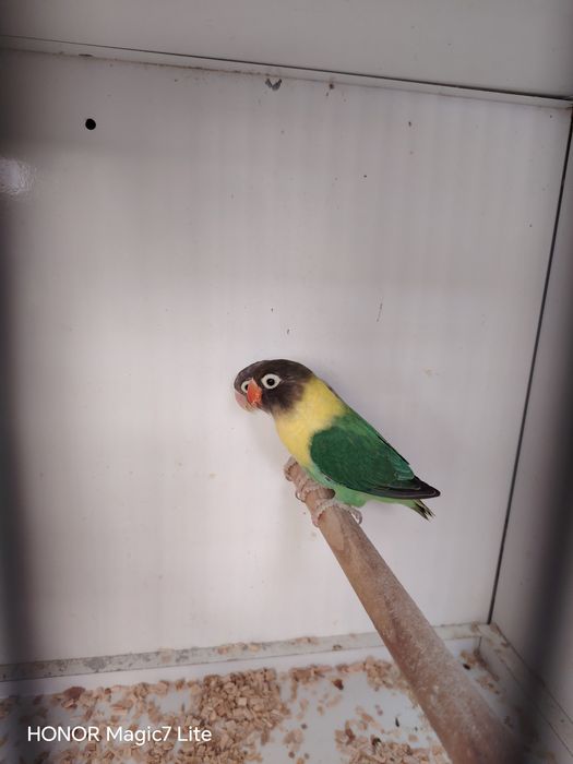 Agapórnis personatus