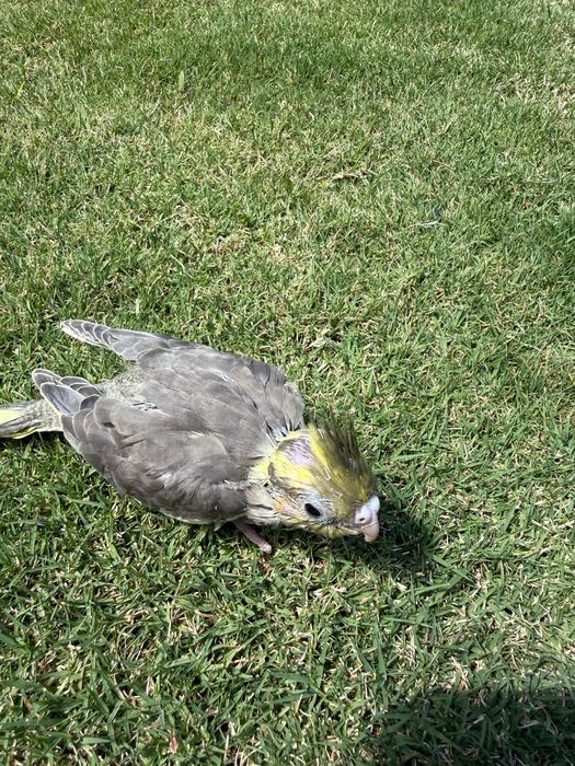 Caturras para acabar de criar à mão