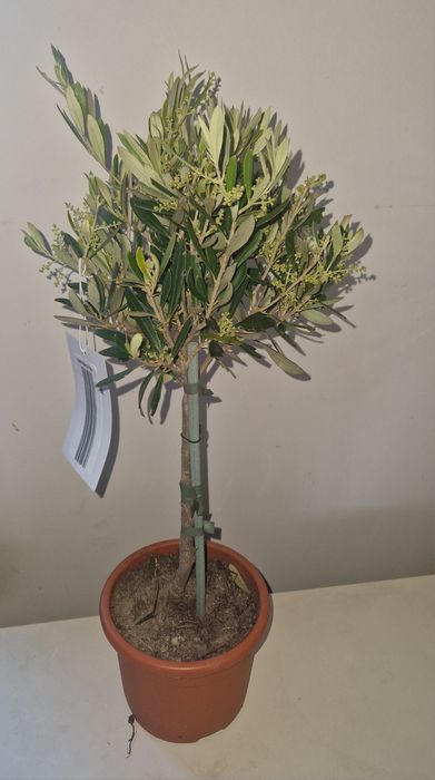 Oliwka europejska kwitnąca 60 cm