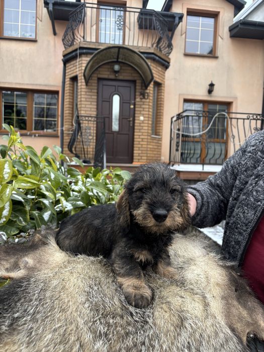 Jamnik szorstkowłosy