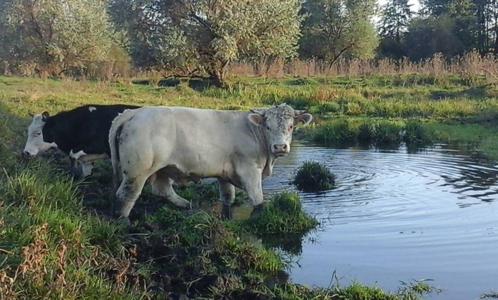 Бики Шароле Лімузин м'ясо напрямку