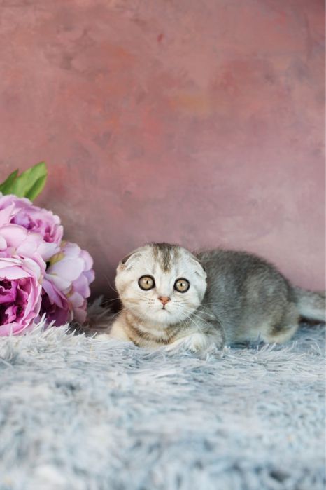 Шикарный вислоухий котенок