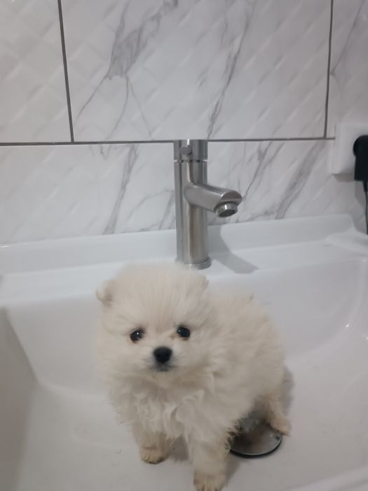 Померанські шпіценята