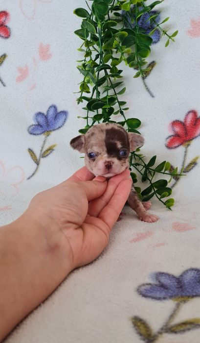 Excecional minimini menina Chihuahua/Chiuaua de Qualidad,LinhagemRussa