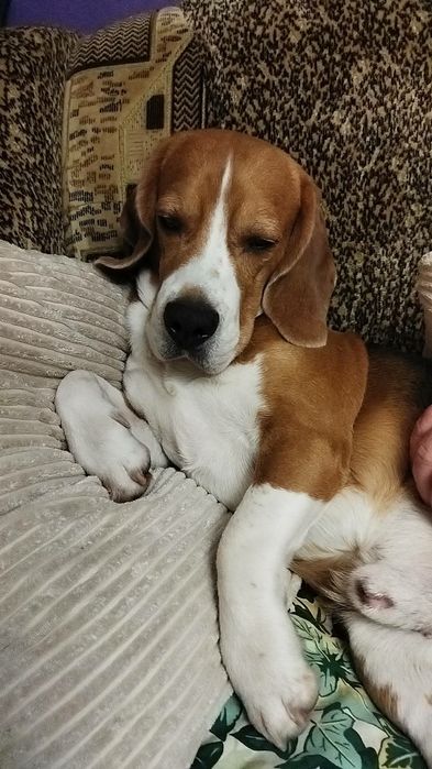 Чистокровний Бігль Кобель В'язка