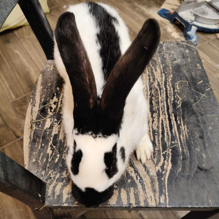 Srokacz niemiecki samiec