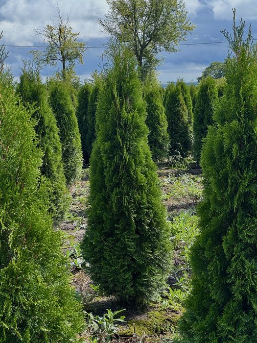 Gęsta Tuja Szmaragd 170-180cm Dostawa Sadzenie Producent