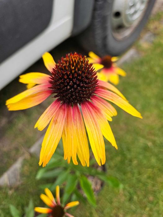 Jeżówka Echinacea 2 sztuki