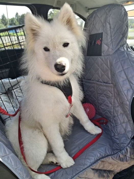 Blanka 3 letnia suczka samoyed do adopcji z fundacji