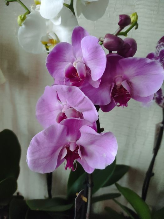 Орхидеи в подарок