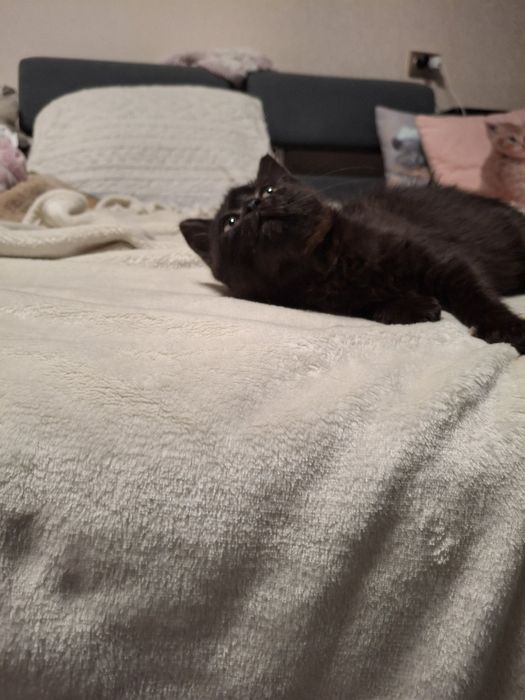 Кішечка 2 міс.в хороші руки