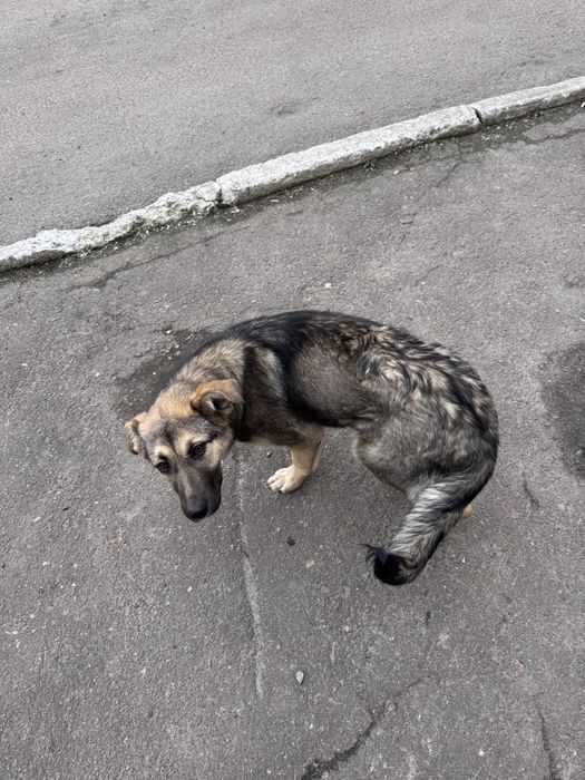 Віддам в добрі руки цуценя