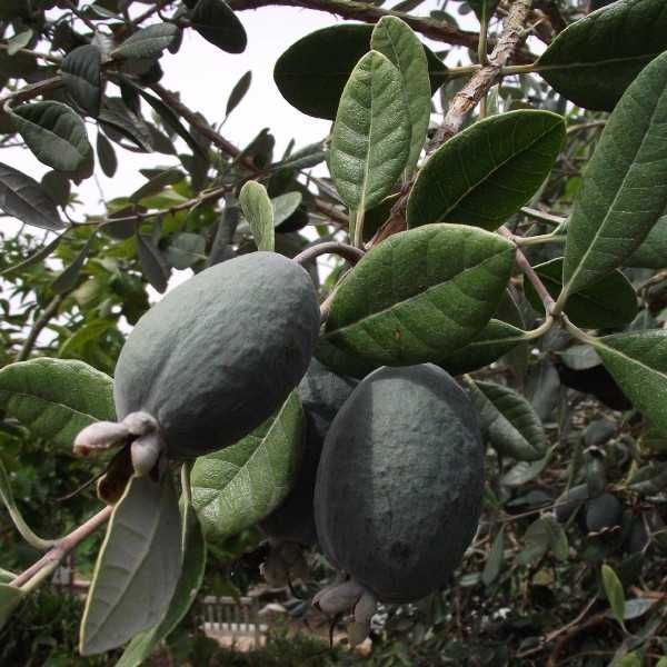 AKKA SELLOWA Feijoa - sadzonki w doniczkach