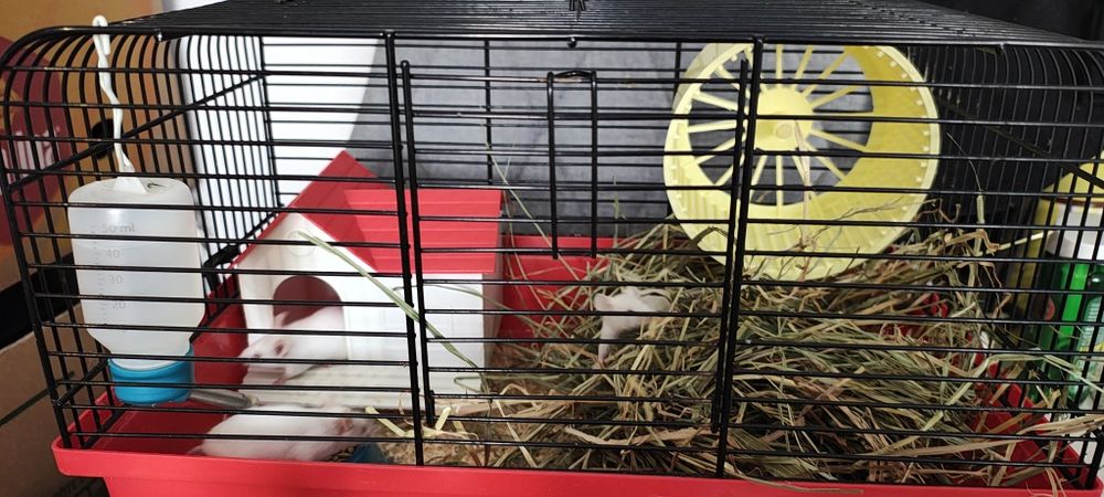 3 białe myszki wraz z klatką i wyposażeniem