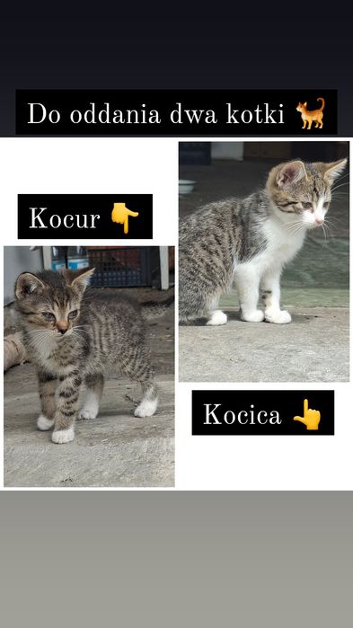 Kotki za darmo do oddania