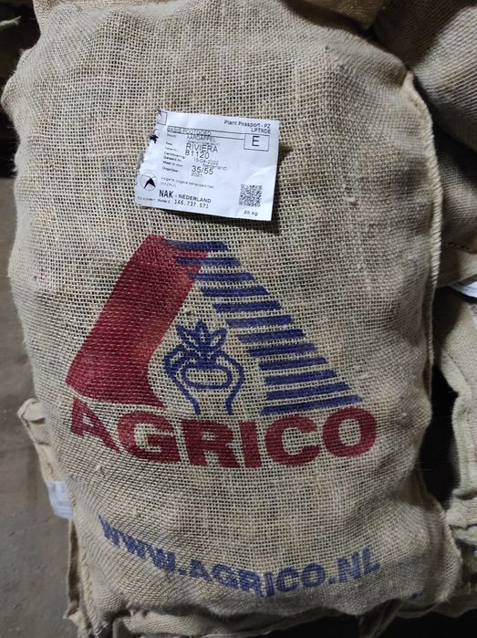 Насіннєва картопля рев'єра1 репродукція (насінка,)насінева