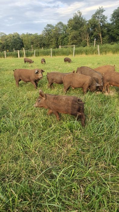 Pieczony prosiak wesele komunia Kiełbasa Boczek Smalec Pasztet Żeberka