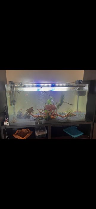 Vendo aquario completo (100x50x40) completo com peixes, luz e filtro