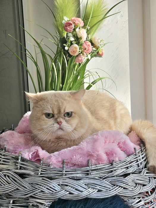 Золотая британская шиншилла кот котята котик кіт ліловий