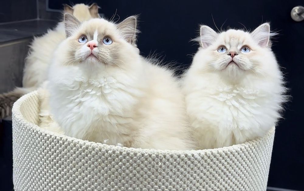 Cudowny kocurek rasy Ragdoll * Rodowód FIFE/FPL*