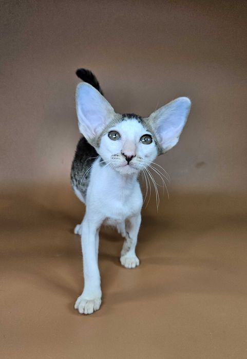 Ориентальный котенок девочка Ophelia