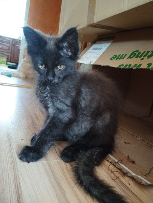Kocurek Maine Coon