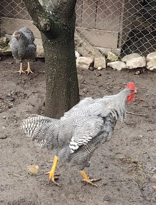 Vendo 1 galo com 7 meses Plymouth Rock Barrada