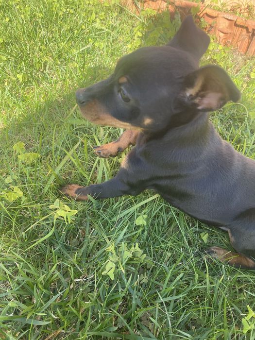 Pincher Fêmea puro pronto para entrega