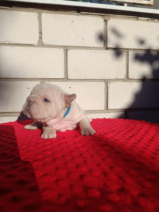 Дівчинка перлинка