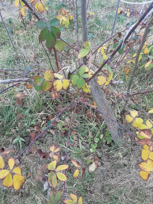 Продам саженці ожини хороший сорт