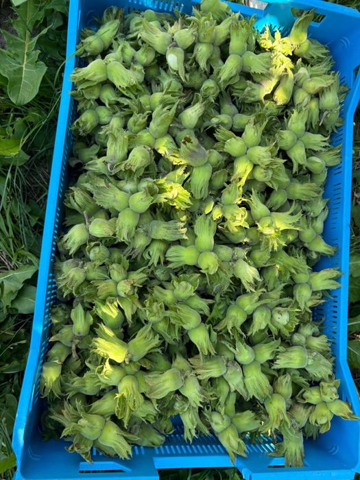 Orzechy laskowe na zielono Garibaldi 5kg
