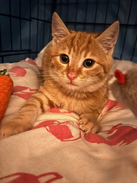 Kociaki w dwupaku zaczynaja rozglądac sie za nowym domem !