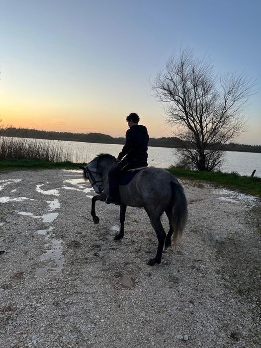 Vendo egua com 5 anos muito bem montada com livro verde