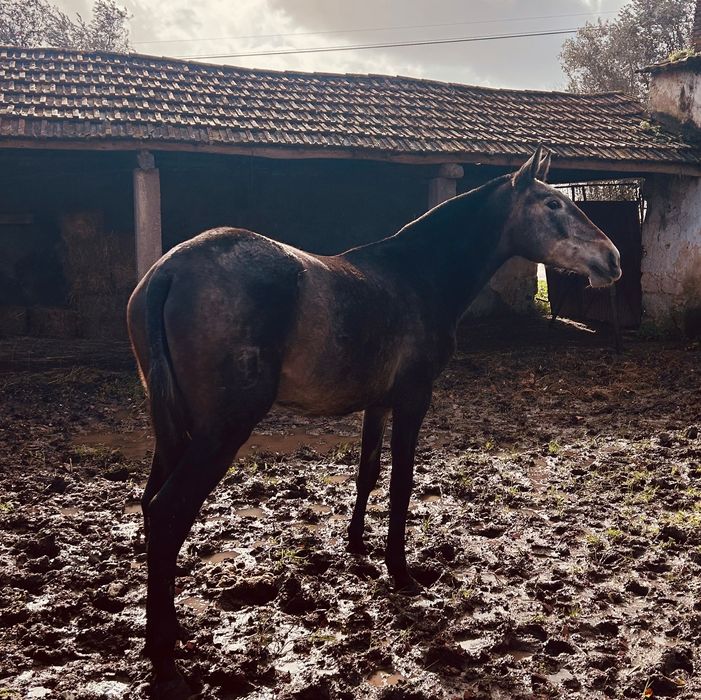 Vendo poldra lusitana