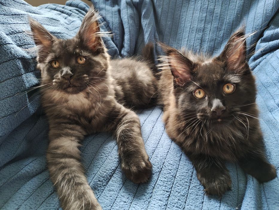 Maine Coon Bruno i Borys rodowód