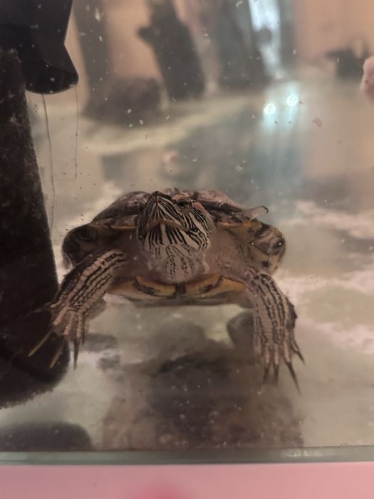 Черепаха відається