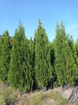 Thuja szmaragd wysoka