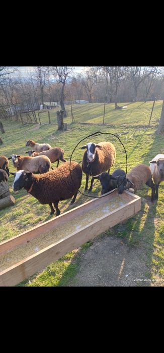 Sprzedam owcę owca Nolana