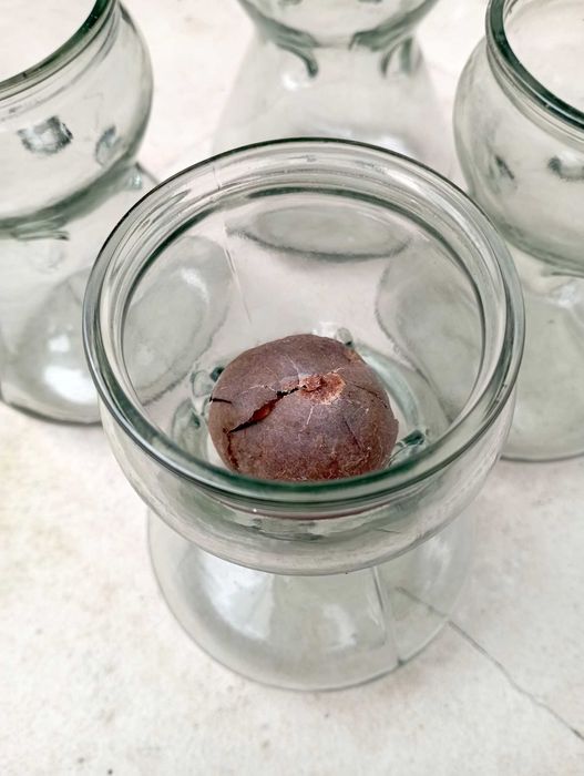 Frascos de Germinação Bolbos