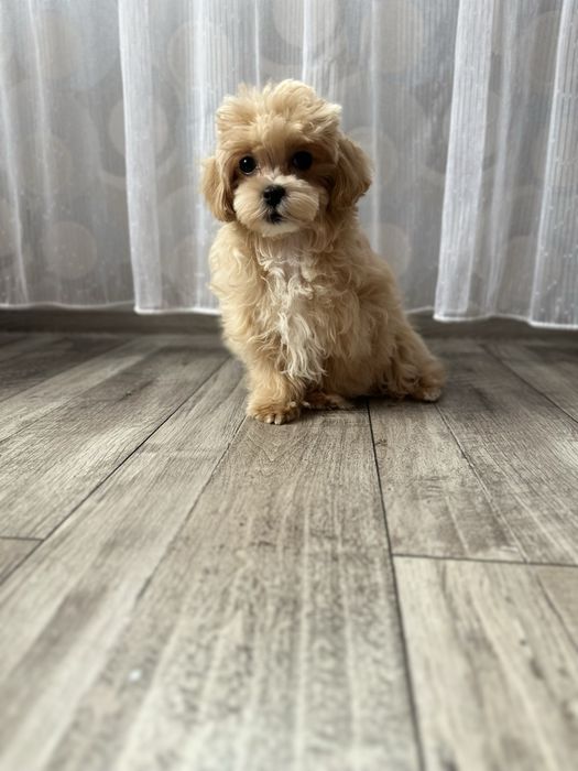 Міні дівчинка мальтіпу